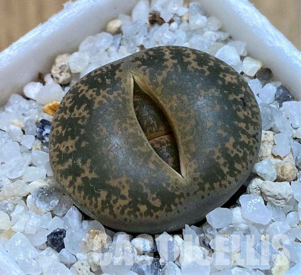 SH29001 Lithops lesliei C020
