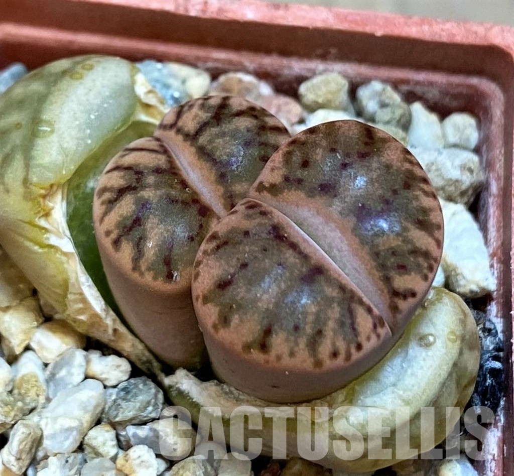 SH29003 Lithops bromfieldii 'Red Coral' - Image 2