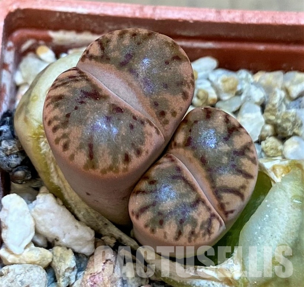 SH29003 Lithops bromfieldii 'Red Coral'