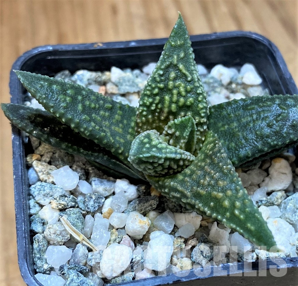 SH28949 Haworthia ‘Kintaikyo’ x pumila - Image 2