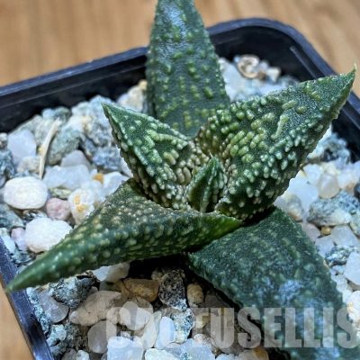 SH28949 Haworthia ‘Kintaikyo’ x pumila