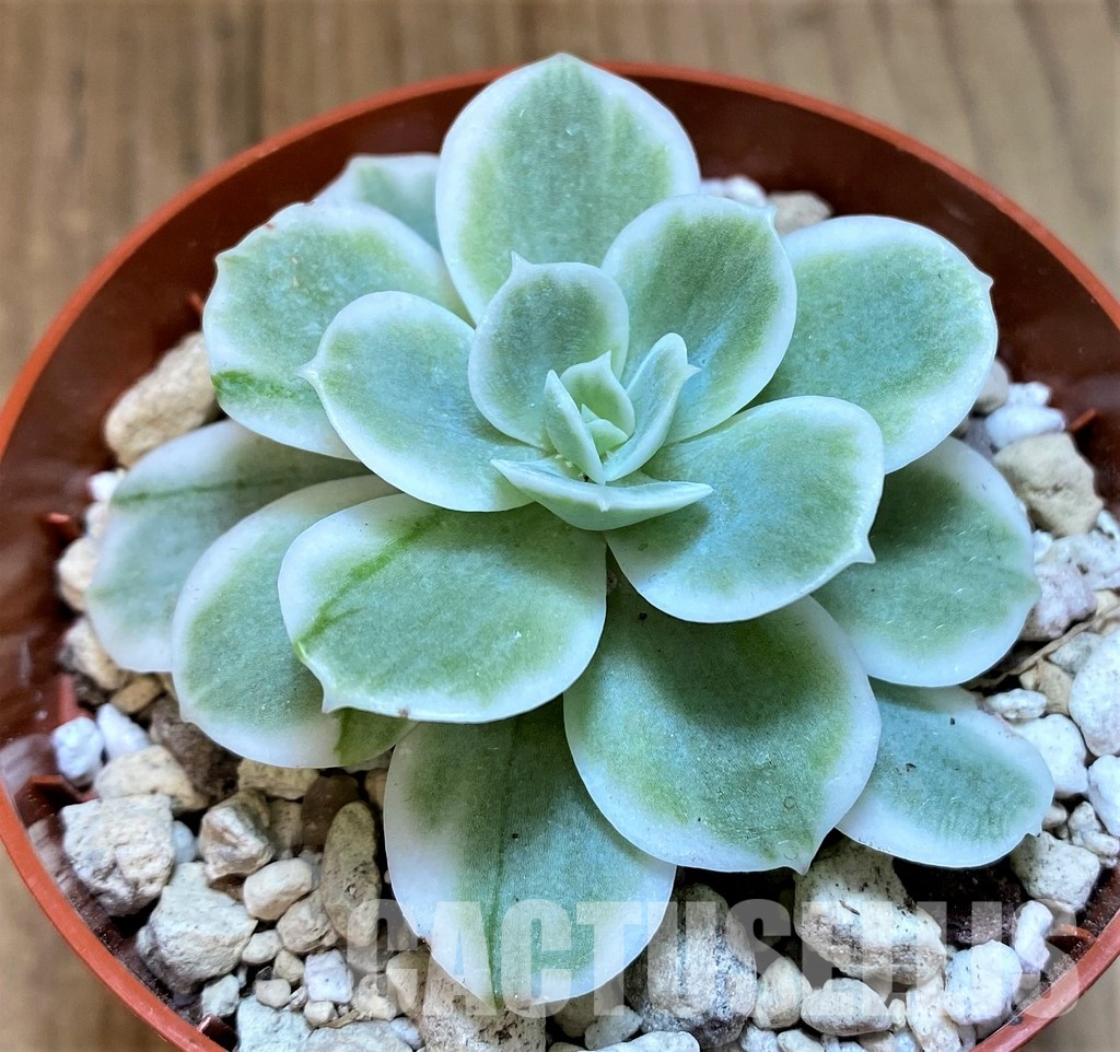SH28950 Echeveria ‘Lemon Lime’ - Image 2