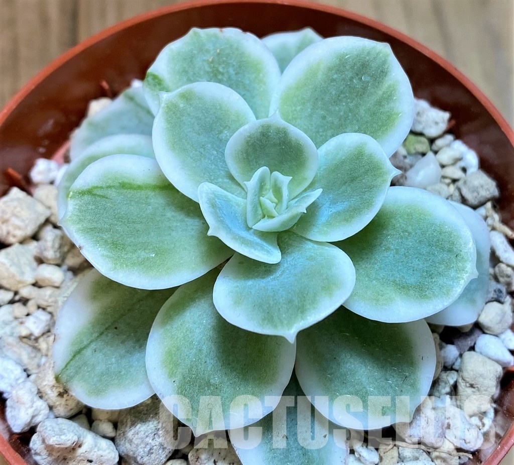SH28950 Echeveria ‘Lemon Lime’