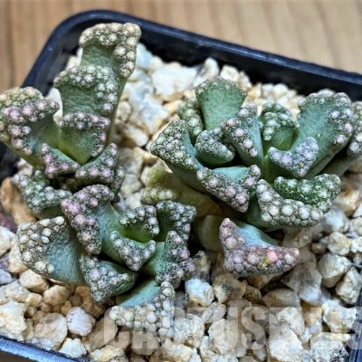 SH28952 Titanopsis calcarea, ex MG1870.22
