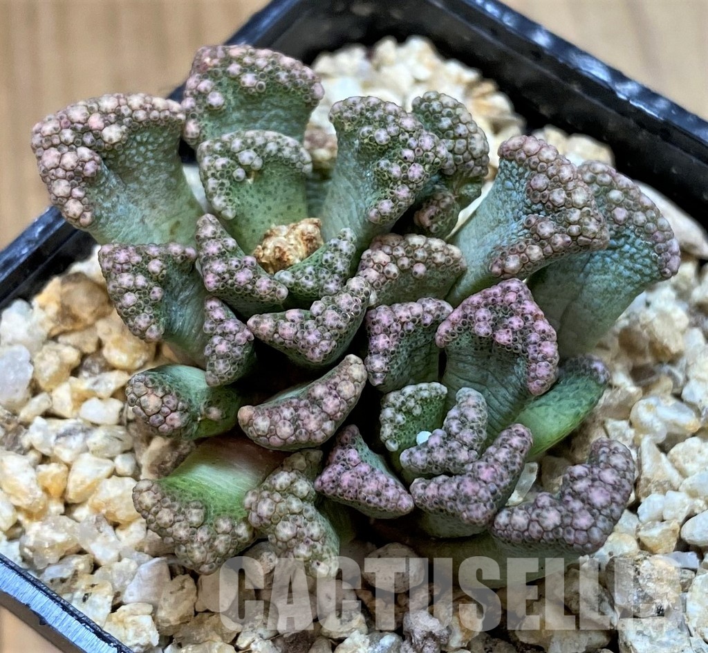 SH28953 Titanopsis calcarea, ex MG1870.22 - Image 2