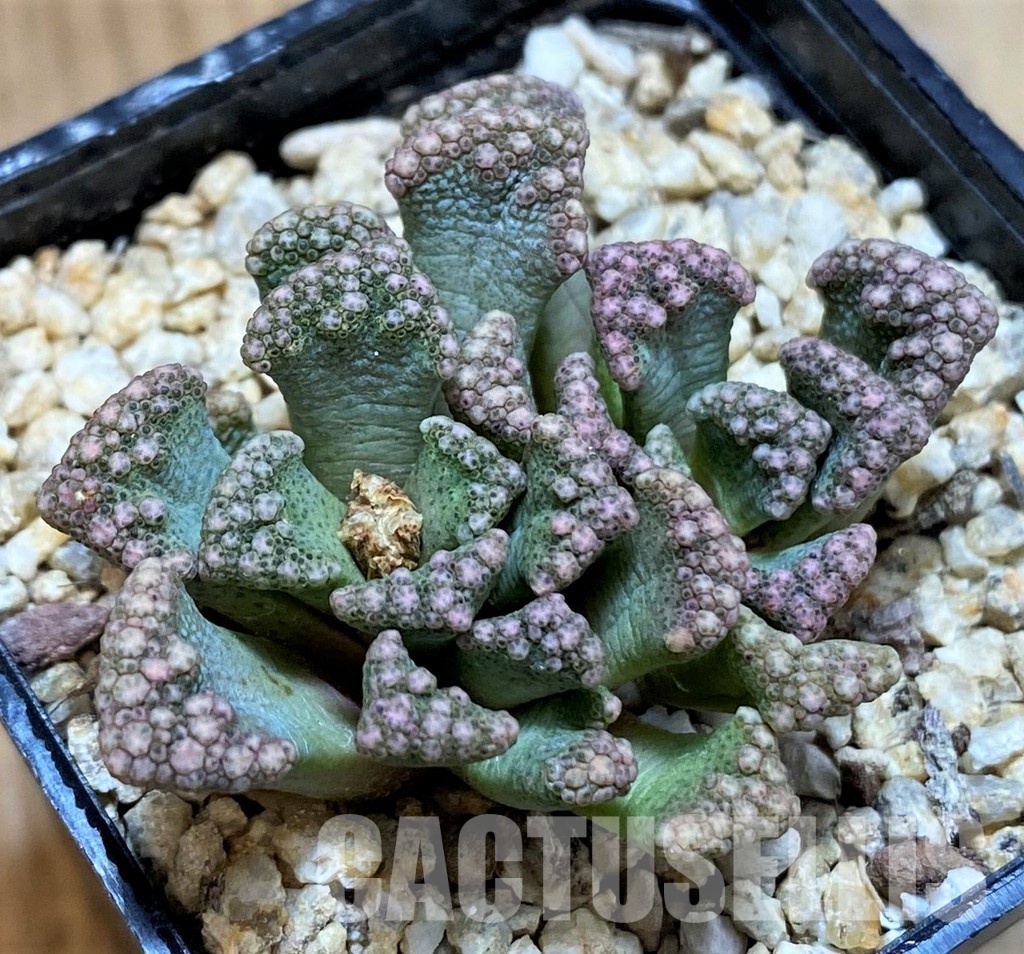 SH28953 Titanopsis calcarea, ex MG1870.22