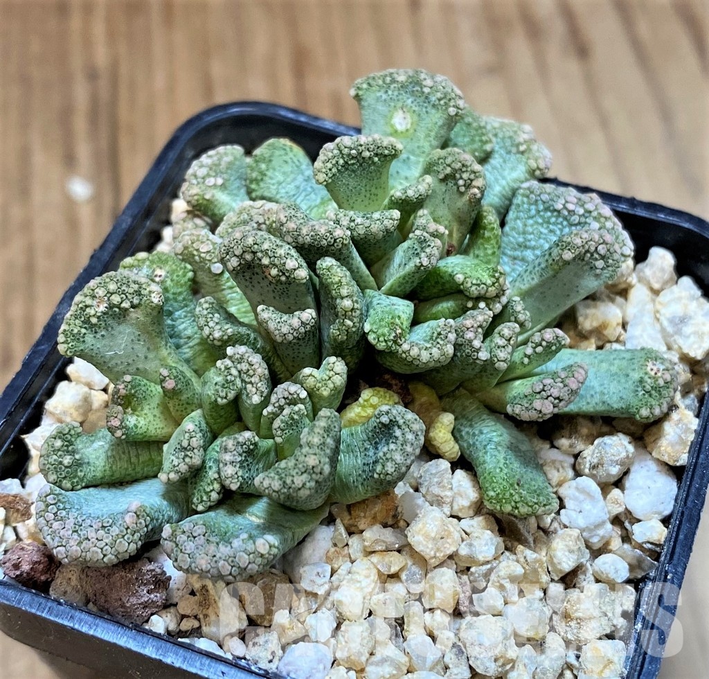 SH28954 Titanopsis calcarea, Clon7 - Image 2