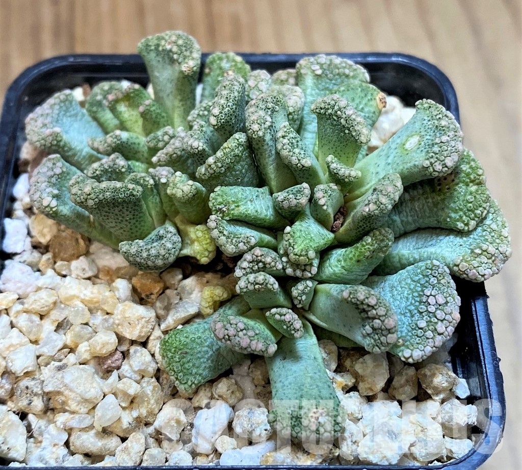 SH28954 Titanopsis calcarea, Clon7