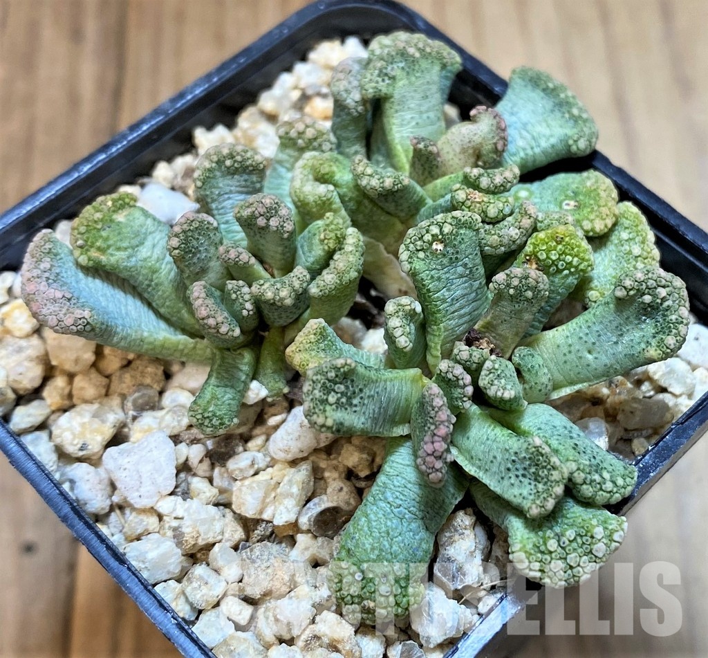SH28955 Titanopsis calcarea, Clon7