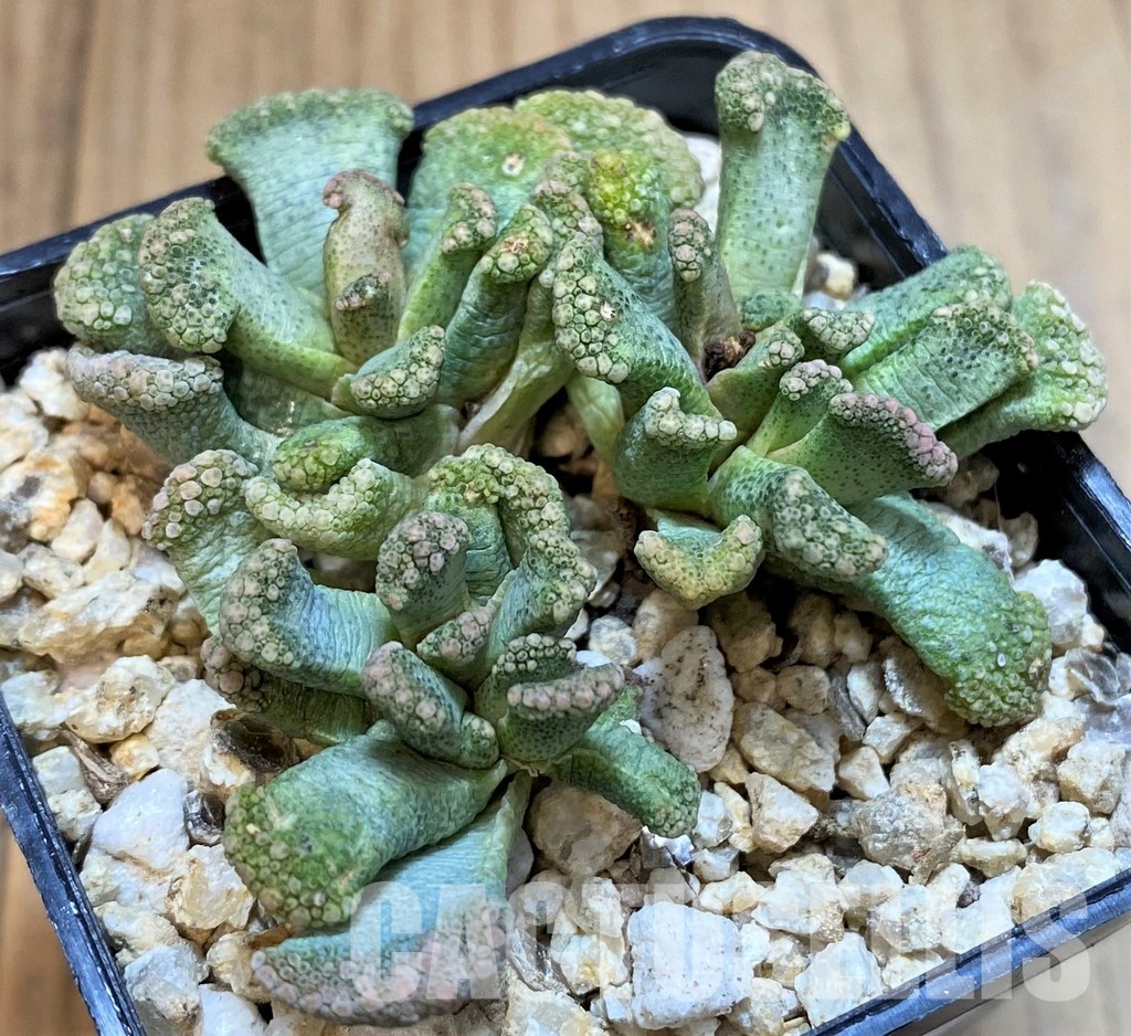 SH28955 Titanopsis calcarea, Clon7 - Image 2