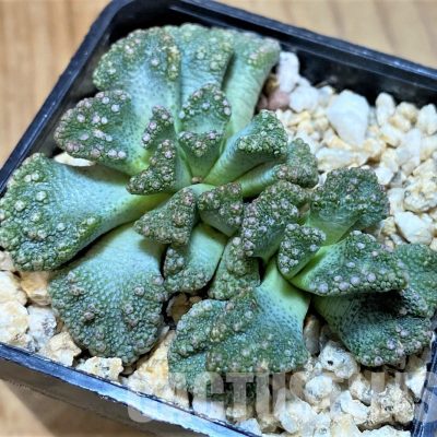 SH28957 Titanopsis calcarea, Clon5