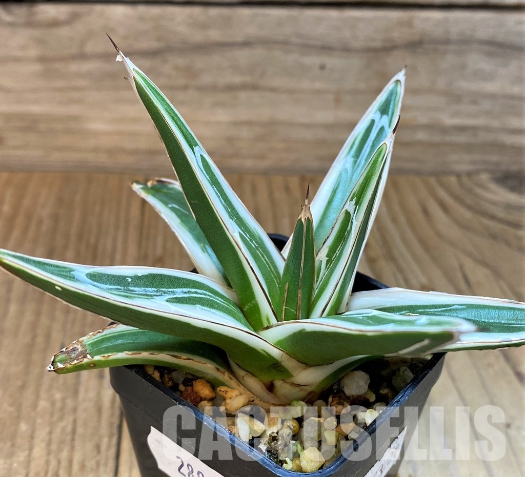 SH28941 Agave victoriae-reginae 'White Rhino' - Image 2