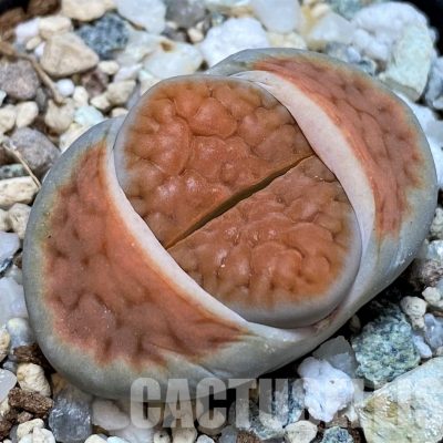 SH28965 Lithops karasmontana 'Lateritia'