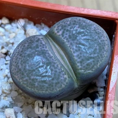 SH28969 Lithops terricolor