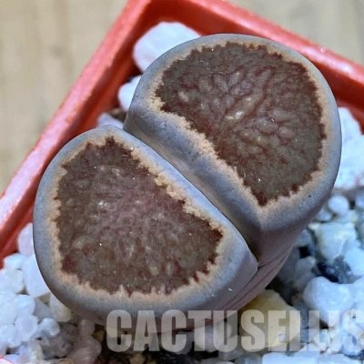 SH28970 Lithops julii ‘Kikushogiyoku’ hybrid