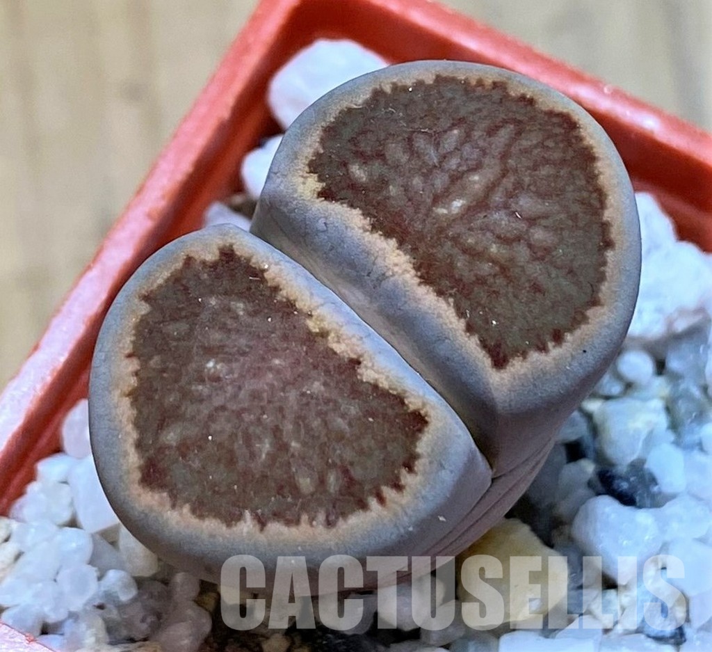 SH28970 Lithops julii ‘Kikushogiyoku’ hybrid