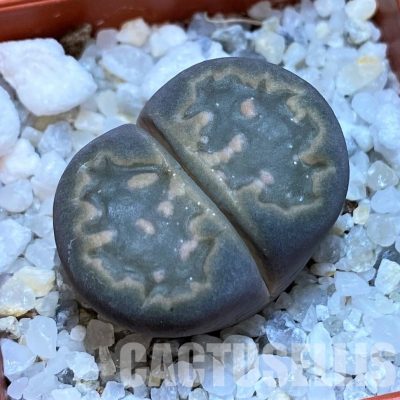 SH28971 Lithops salicola