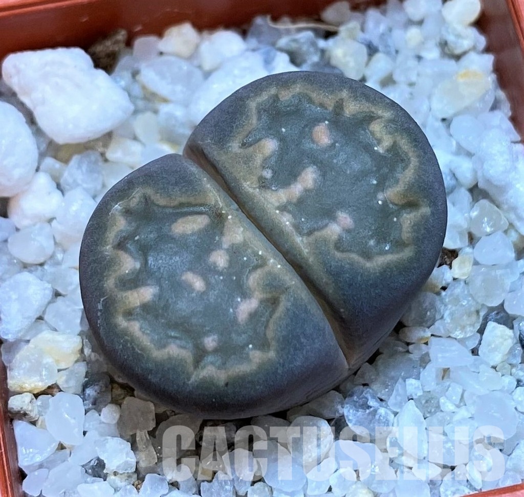 SH28971 Lithops salicola
