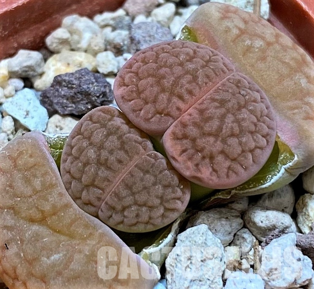 SH28973 Lithops hookeri C110