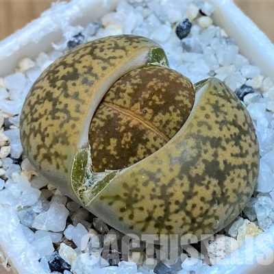 SH28975 Lithops lesliei v. minor