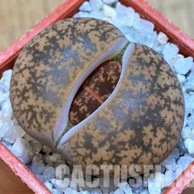 SH28976 Lithops lesliei v. minor