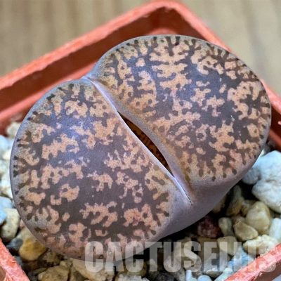 SH28977 Lithops lesliei v. hornii
