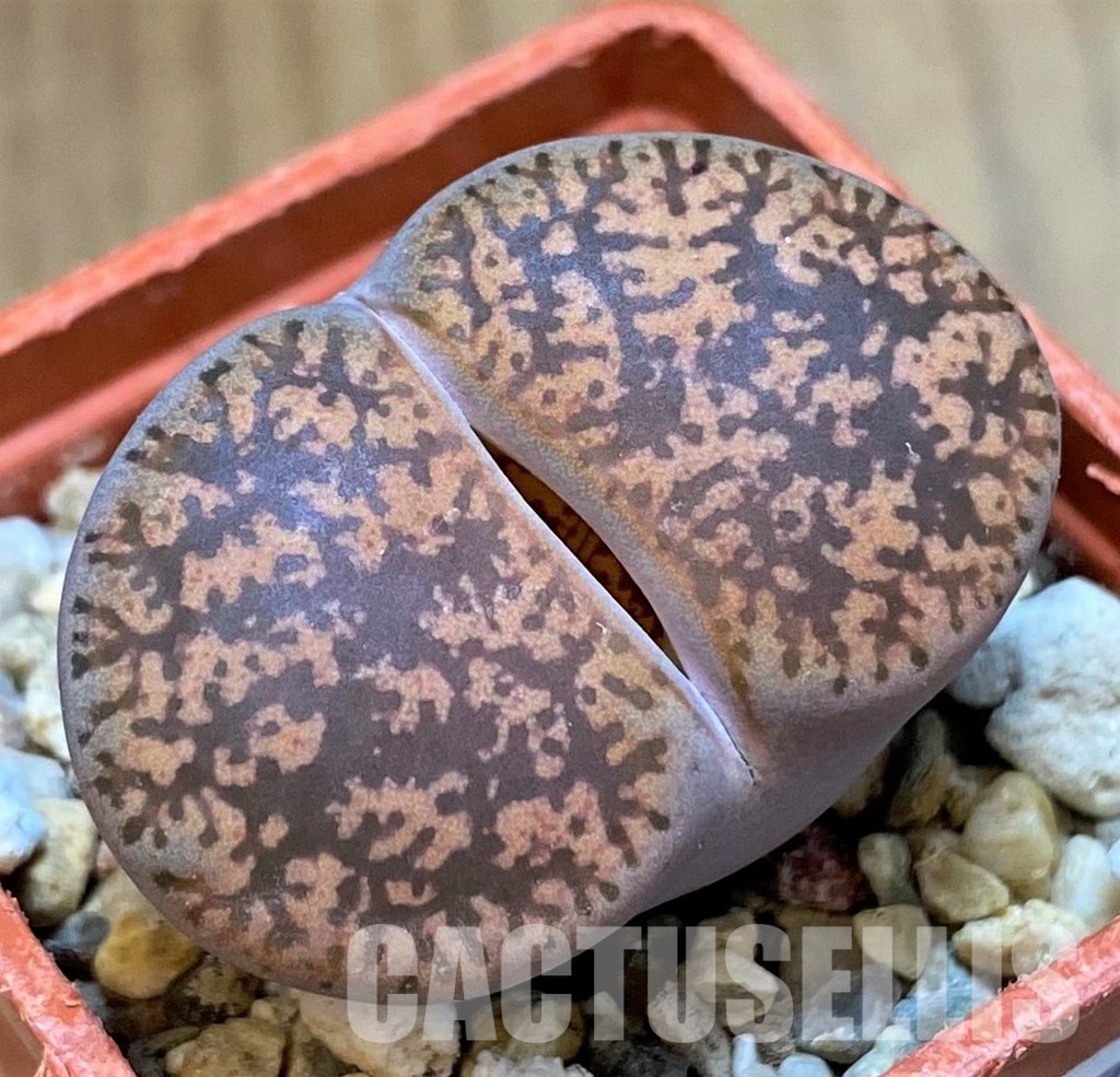 SH28977 Lithops lesliei v. hornii