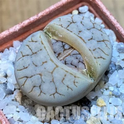 SH28978 Lithops gracilidelineata
