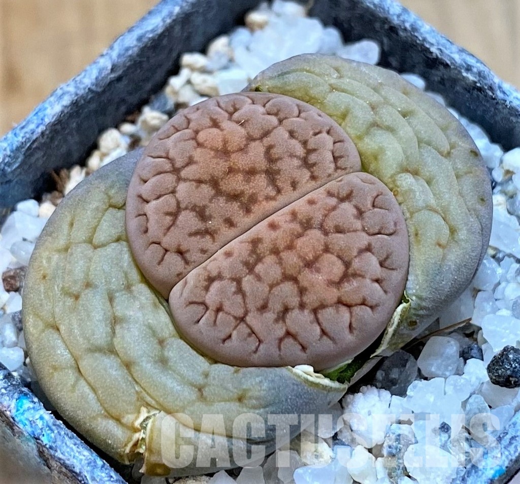 SH28980 Lithops hookeri