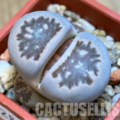 SH28982 Lithops julii ‘Kikushogiyoku’ hybrid