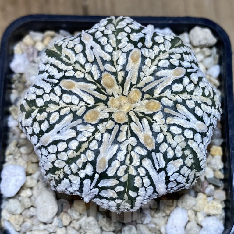 SH297 Astrophytum asterias ‘Super Kabuto’ V-type