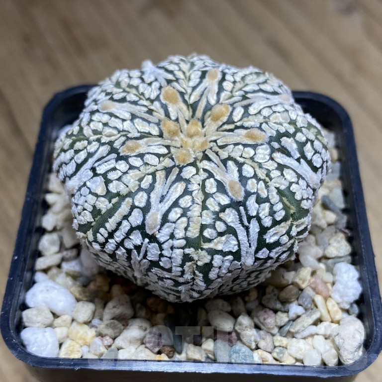 SH297 Astrophytum asterias ‘Super Kabuto’ V-type - Image 2