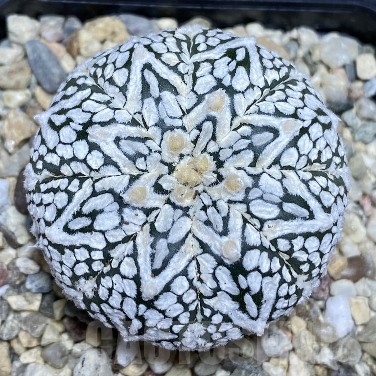 SHPR40491 Astrophytum asterias ‘Super Kabuto’ V-type