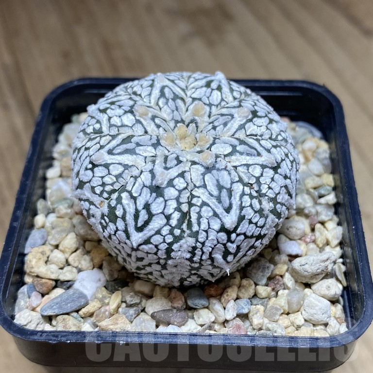 SHPR40491 Astrophytum asterias ‘Super Kabuto’ V-type - Image 2