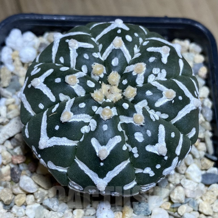 SH299 Astrophytum asterias ‘Super Kabuto’ V-type f. nudum