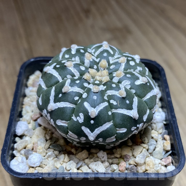 SH299 Astrophytum asterias ‘Super Kabuto’ V-type f. nudum - Image 2