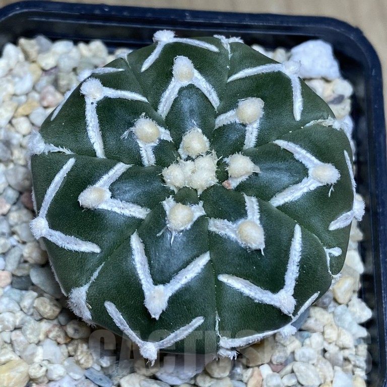 SHPR40496 Astrophytum asterias ‘Super Kabuto’ V-type f. nudum