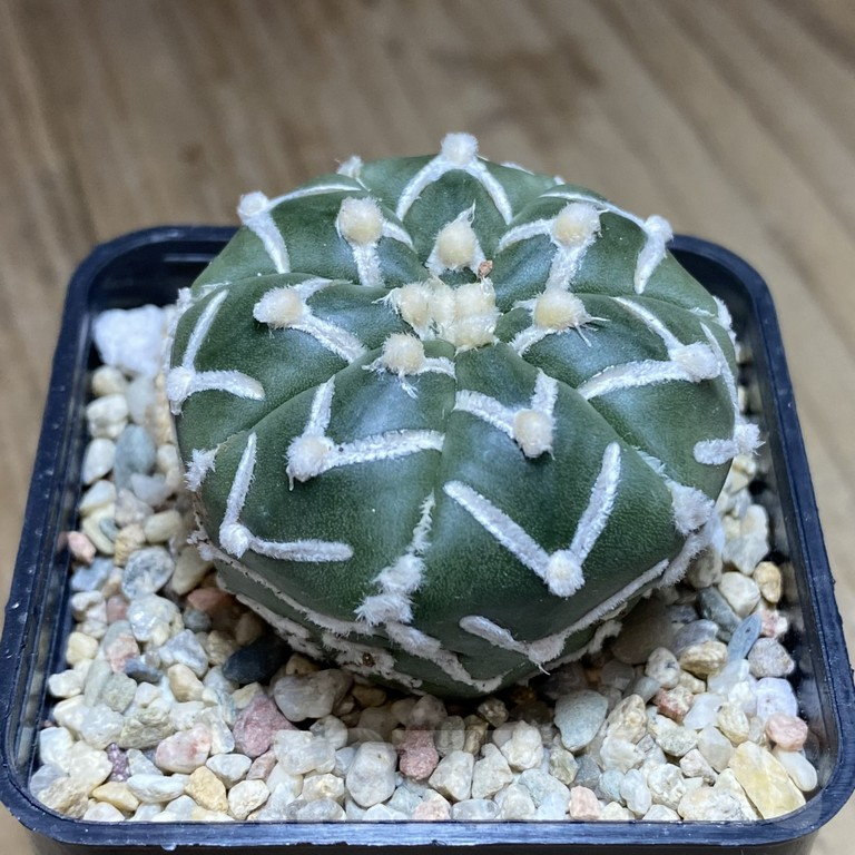 SHPR40496 Astrophytum asterias ‘Super Kabuto’ V-type f. nudum - Image 2