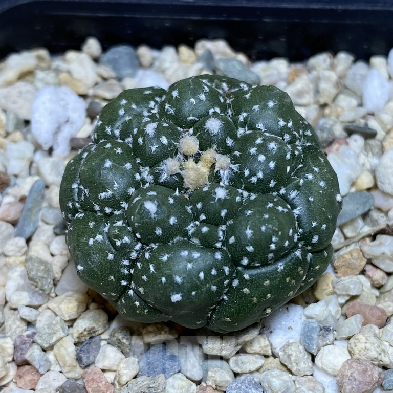 SH287 Astrophytum asterias ‘Kikko’