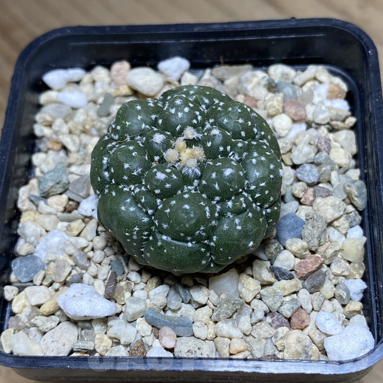 SH287 Astrophytum asterias ‘Kikko’ - Image 2