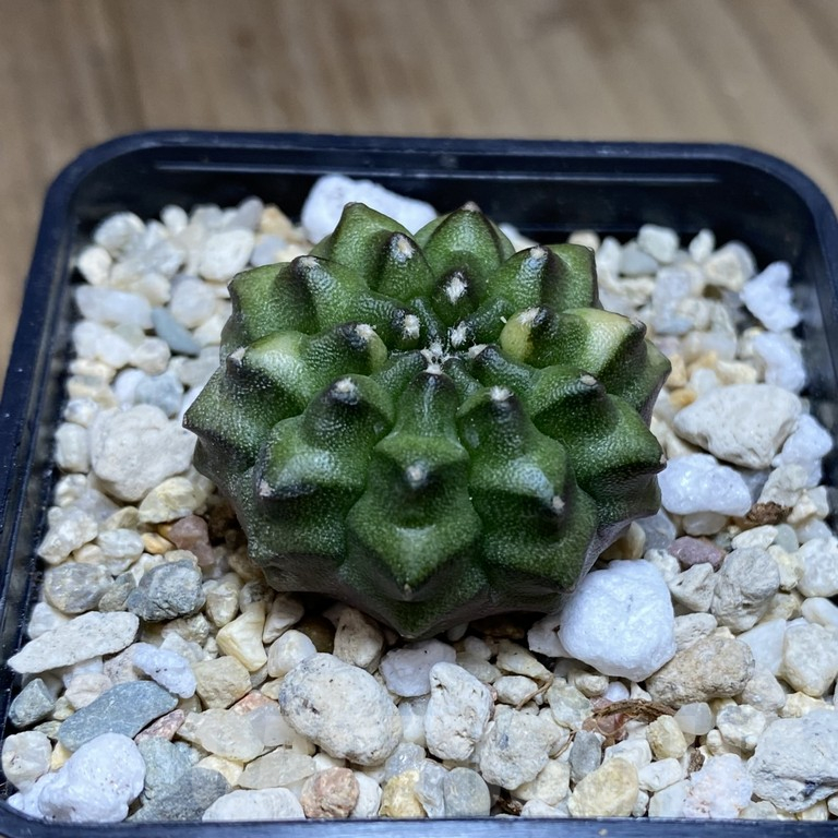 SH283 Gymnocalycium mihanovichii ‘inermis’ ex variegata seedling
