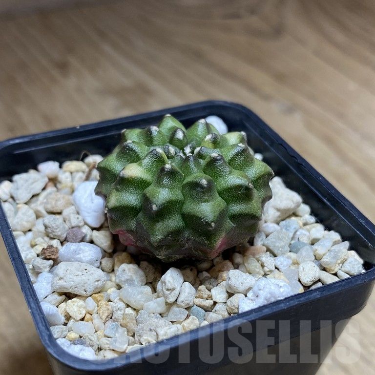SH283 Gymnocalycium mihanovichii ‘inermis’ ex variegata seedling - Image 2