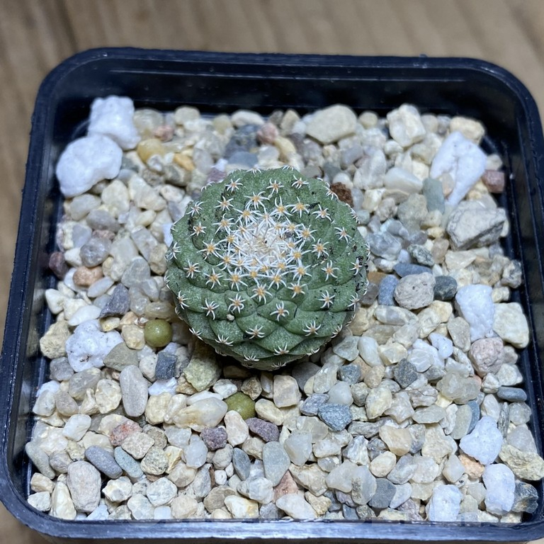 SHPR40508 Strombocactus disciformis - Image 2