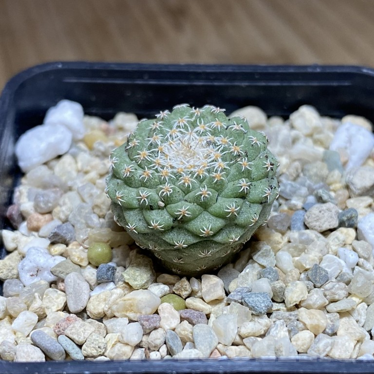 SHPR40508 Strombocactus disciformis