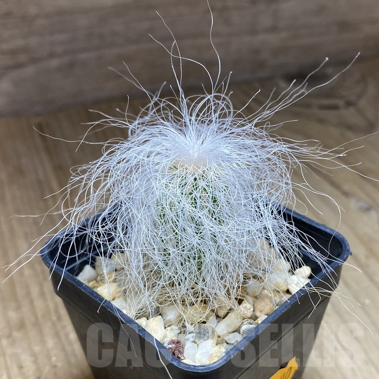 SHPR40514 Cephalocereus senilis