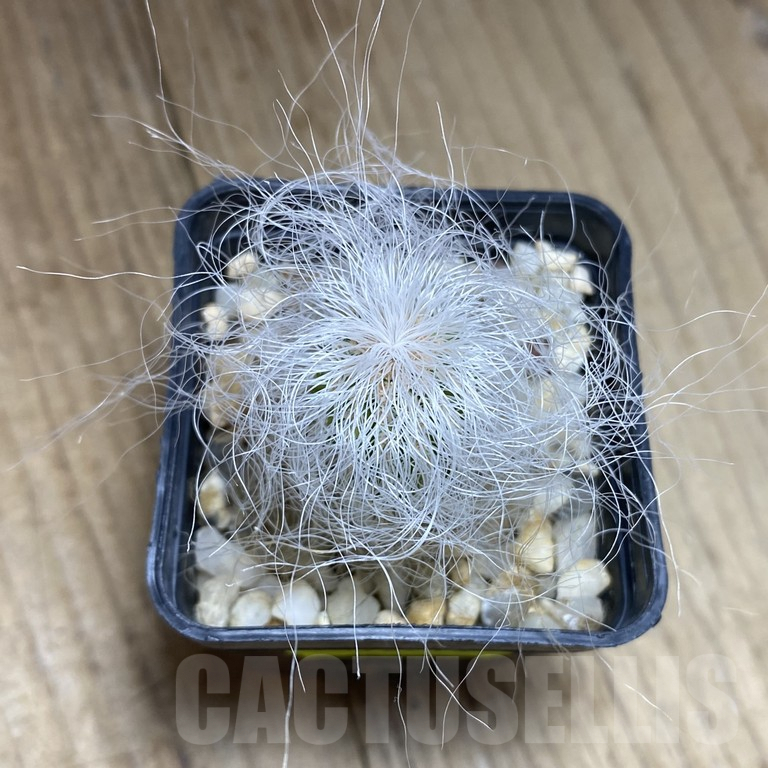 SHPR40514 Cephalocereus senilis - Image 2