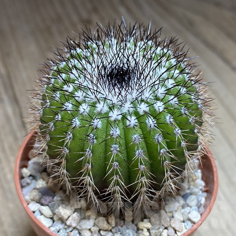 SH272 Uebelmannia pseudopectinifera seedling , own roots