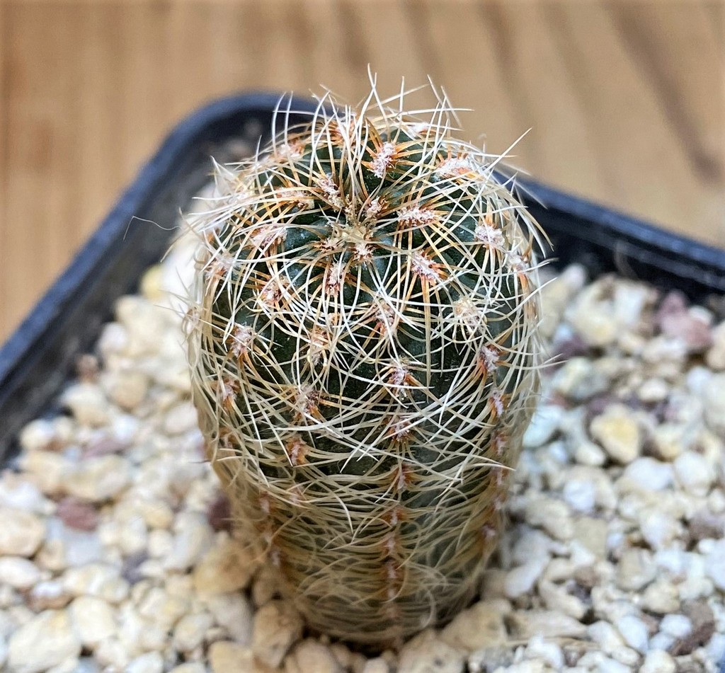 YAR25557 Gymnocalycium gertii VG707-TL