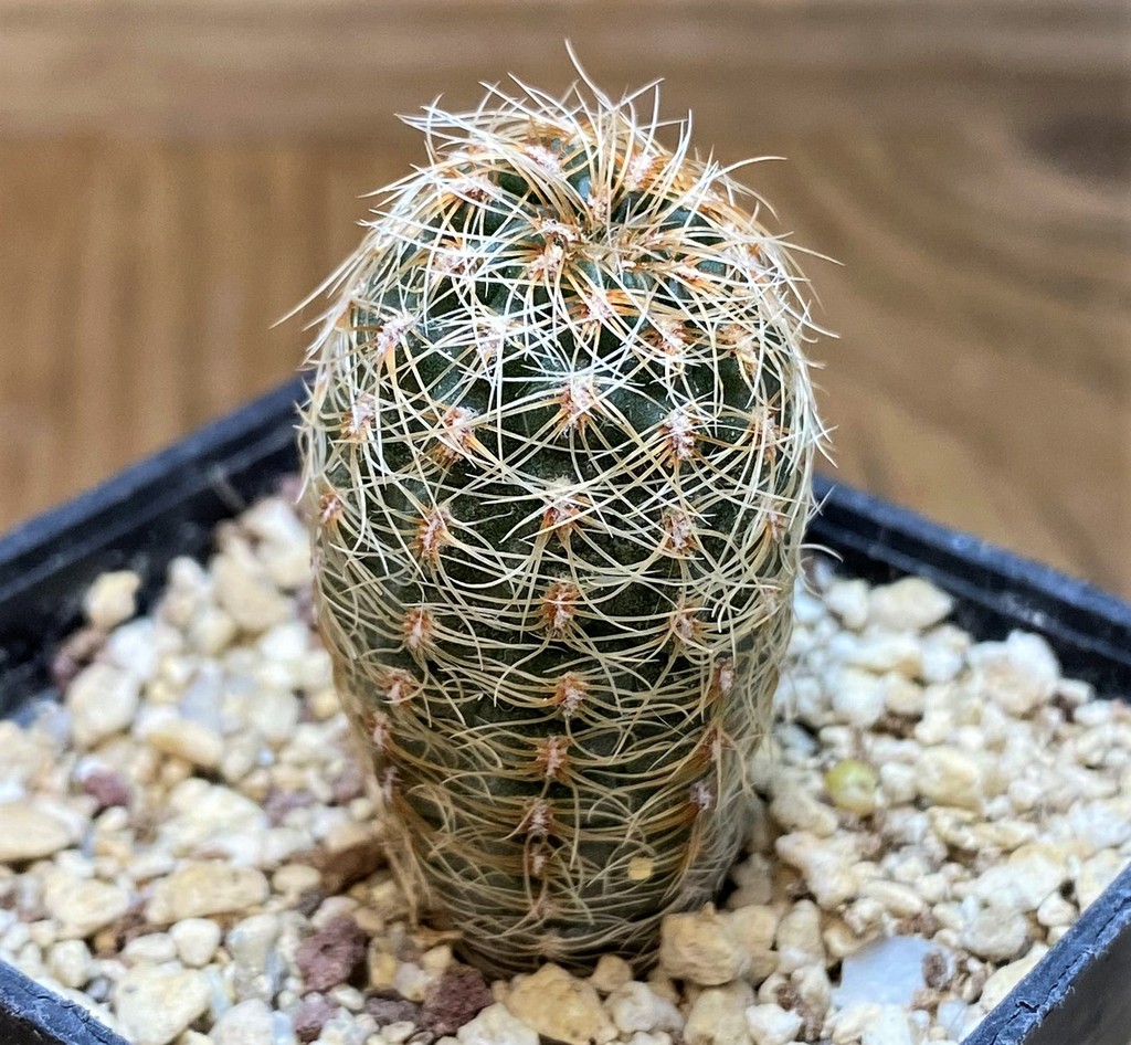 YAR25557 Gymnocalycium gertii VG707-TL - Image 2