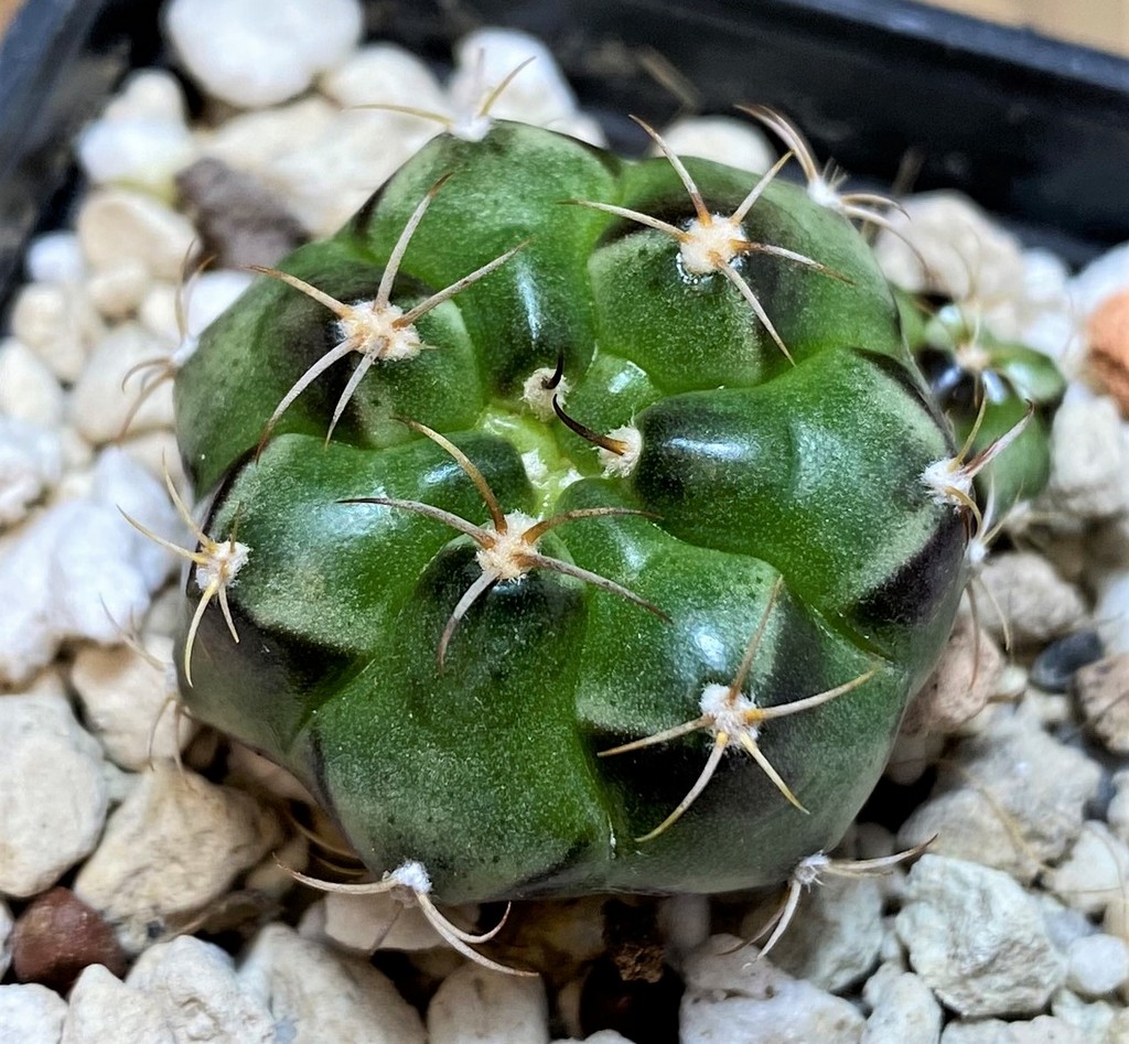 YAR27987 Gymnocalycium joossensianum